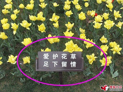 爱护花草