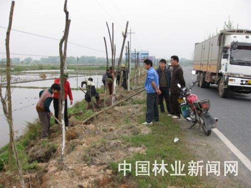 枫田林业站技术员在吉福省道指导植树。