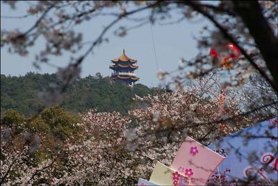 无锡樱花