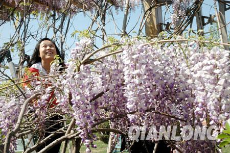 花卉大观园5米高紫藤树开花上千朵