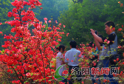 游客在杜鹃花丛中拍照留念