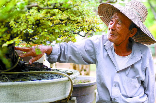 首个“中国盆景名镇”花落容桂 