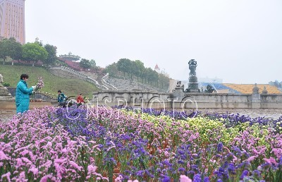 长沙世界之窗20万朵鲜花造巨型“花海”祭先人