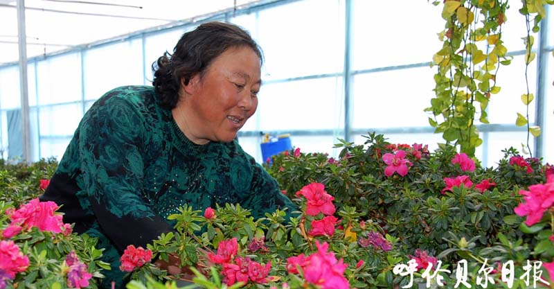 海农业发展园区２万盆花卉“花期”上市