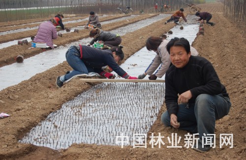 李民刚正带领工人扦插紫叶矮。