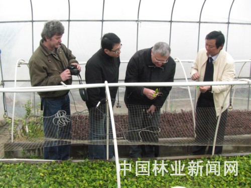 德国专家在察看小苗生长情况。