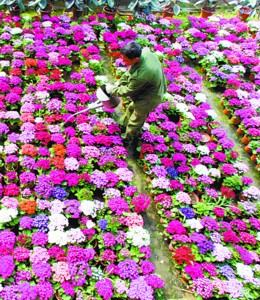 沈阳市沈北花卉基地种植户们迎来一个销售的小高潮