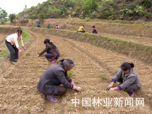 永丰再育50万株红豆杉