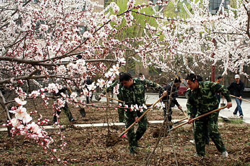 桃花