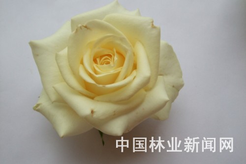 云南丽都3个玫瑰新品种通过初审