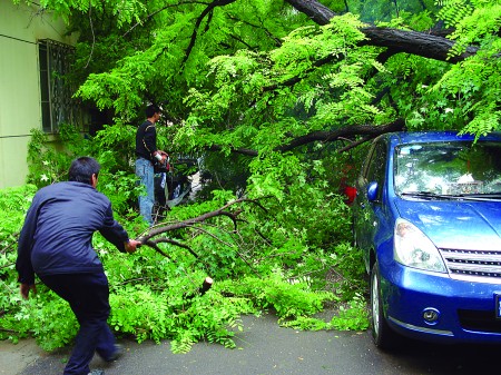 老槐树雨中轰然倒下 居民楼前两辆轿车被砸，单元门被堵