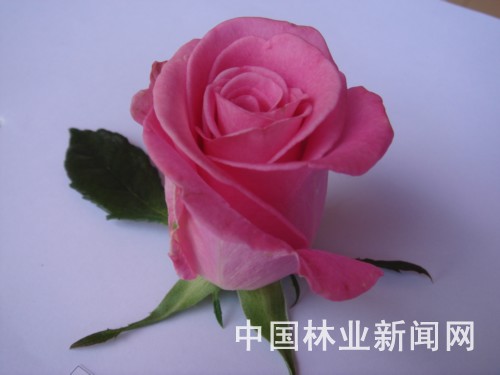 云南丽都3个玫瑰新品种通过初审