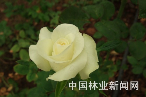 云南丽都3个玫瑰新品种通过初审