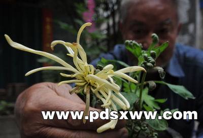 一株菊花提前开花 