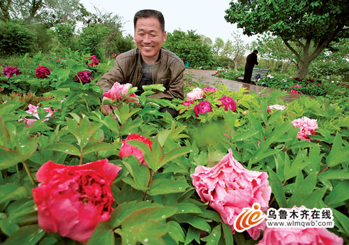 图为赵宝石在植物园精心照料自己种植的牡丹。