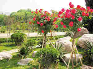 两千株“月季树”繁花似锦