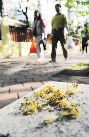 法国梧桐飞絮漫天袭来 青岛郑州路老居民搬家(图)