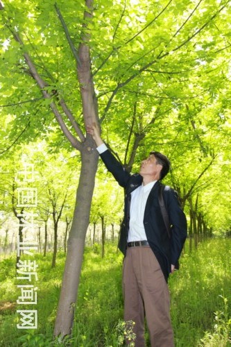 图为湖州市林技站高级工程师实地察看彩叶乔木行道树生长情况。