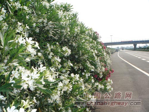 黄衢南高速公路鲜花盛开香飘百里