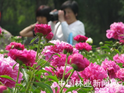 北京：北植万墩芍药盛开 花期可以延续到5月下旬（图）