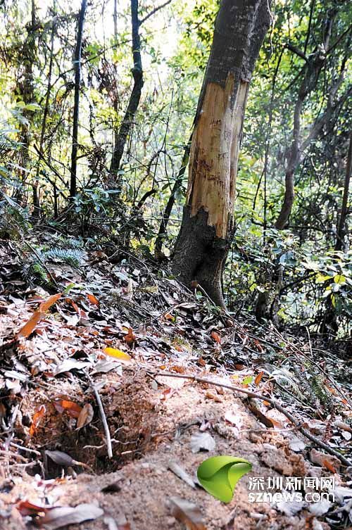 梧桐山景区有人毁林开果园 上百年樟树被砍(图)