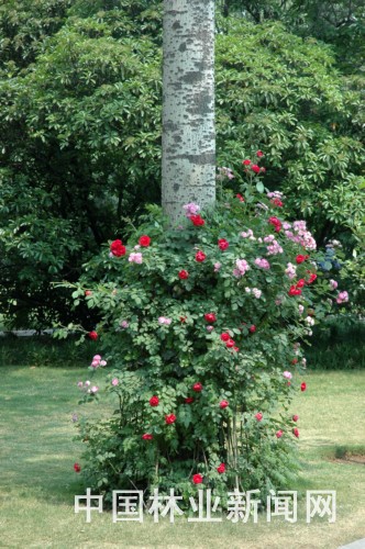 郑州乔木“穿花裙戴花链”