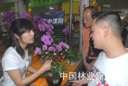 图为花木企业员工在向市民介绍产品。