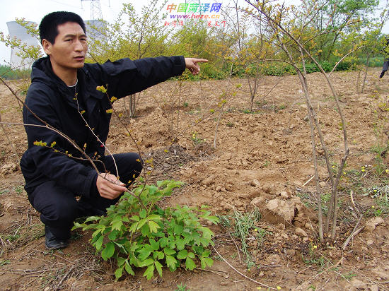 数千株牡丹树苗“人间蒸发”