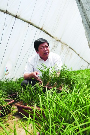 盆栽韭菜60元一盆 随吃随割长相似兰花