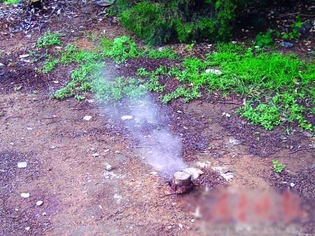 济南：东新热电热气被疑蒸死十余种大树 价值近５０万