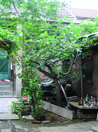 无花果树