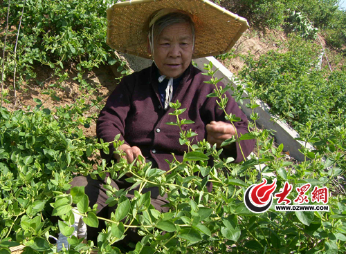 徐世英老人在采摘金银花
