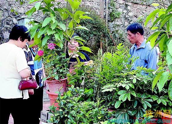 新城绿化水平提升 激发居民养花热潮 株洲花卉淡季不淡