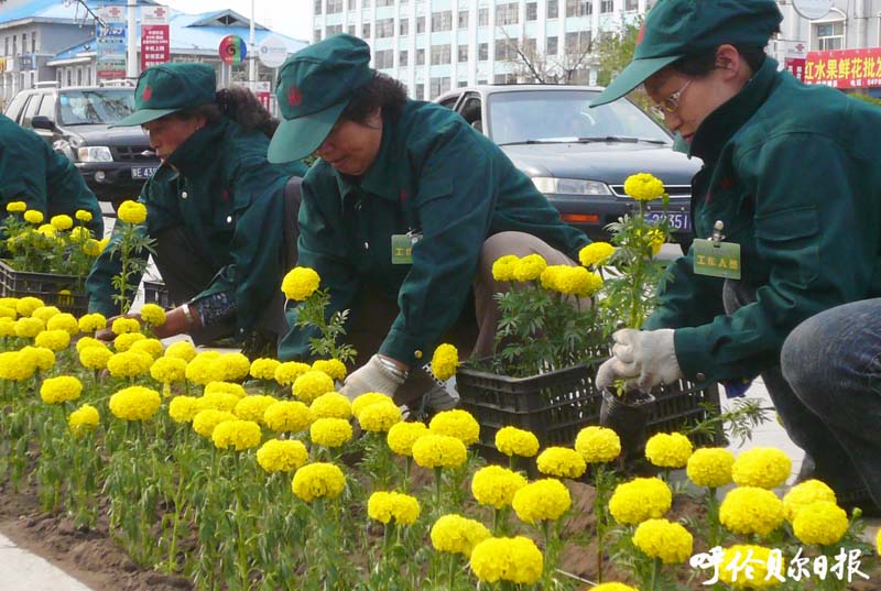 　经过４个多月的精心培育，２００万株绽放的鲜花已陆续摆上海拉尔城区各主要街道。