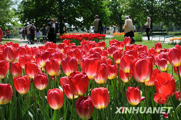5月2日，前来瑞士莱蒙湖畔小城莫尔日欣赏郁金香的游客络绎不绝。
