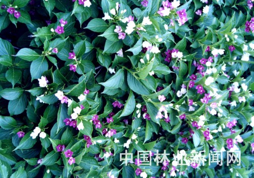 锦带花