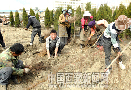 图为田战立和工人在苗圃内栽植幼苗。