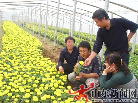 山东：见习大学生成为花农“香饽饽”