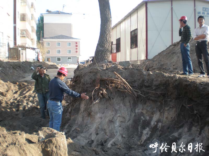 榆树