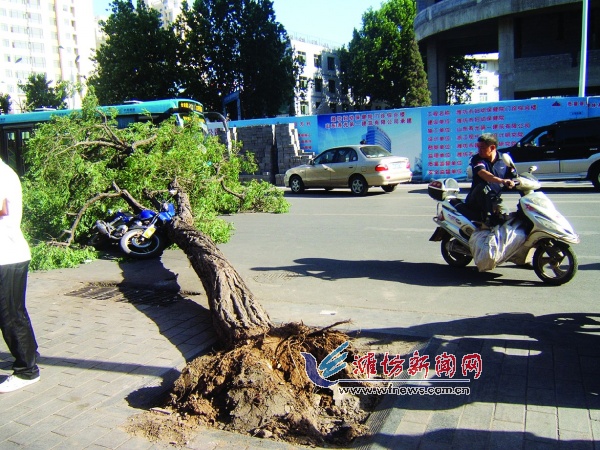 大槐树倒地