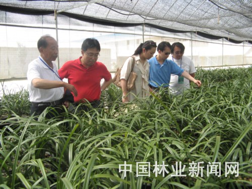 图为朱砂兰生产基地一角