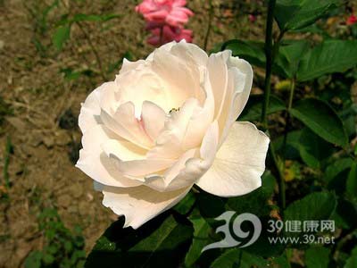 生活家健康指南：养花养对路就可以利养生