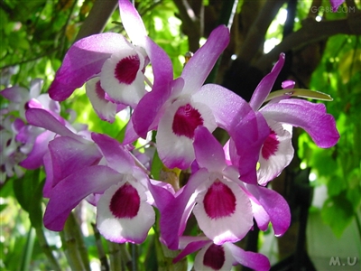  特别推荐：——父亲节之花