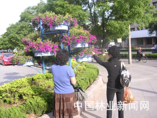新型“花树”装扮新泰街头