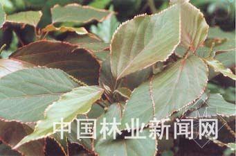 新品推荐：杂色观叶灌木——红桑（图）
