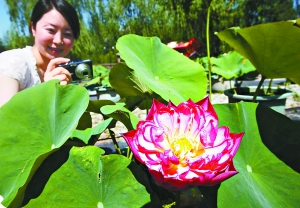北京：今夏第一朵荷花“红舞妃”盛开莲花池