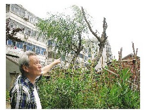 鸿发游园部分柳树遭毁，只剩下光秃秃的树干