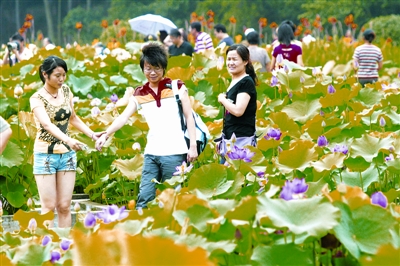 亚洲最大荷花展在武汉东湖盛装亮相 首日纳客6000余人