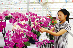 花卉交易市场内摆满了兰花及各种时令花卉