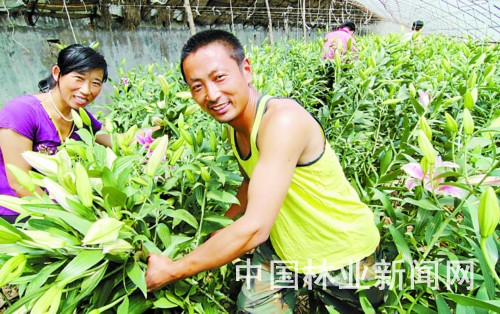 图为牟屯村花卉专业生产合作社社员罗凯正采收百合花